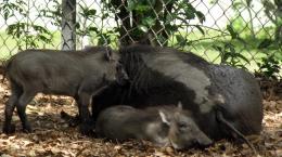 Warthog Love